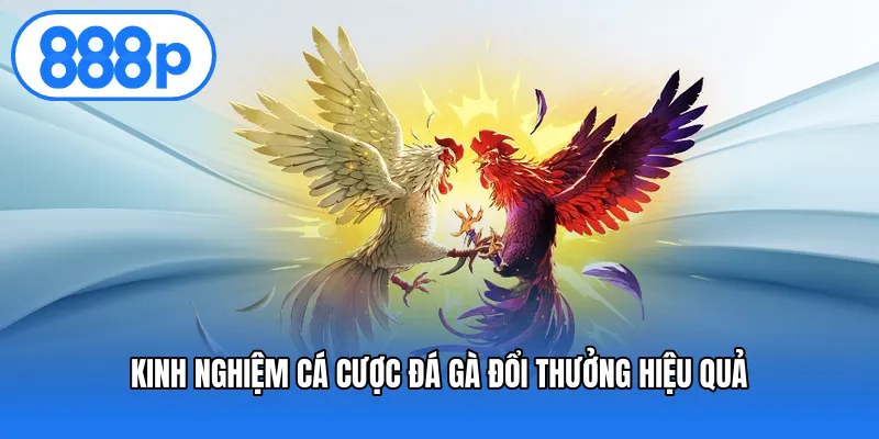 Kinh nghiệm cá cược đá gà đổi thưởng hiệu quả