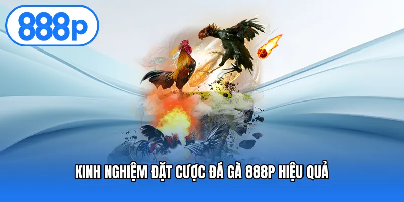 Kinh nghiệm đặt cược đá gà 888P hiệu quả